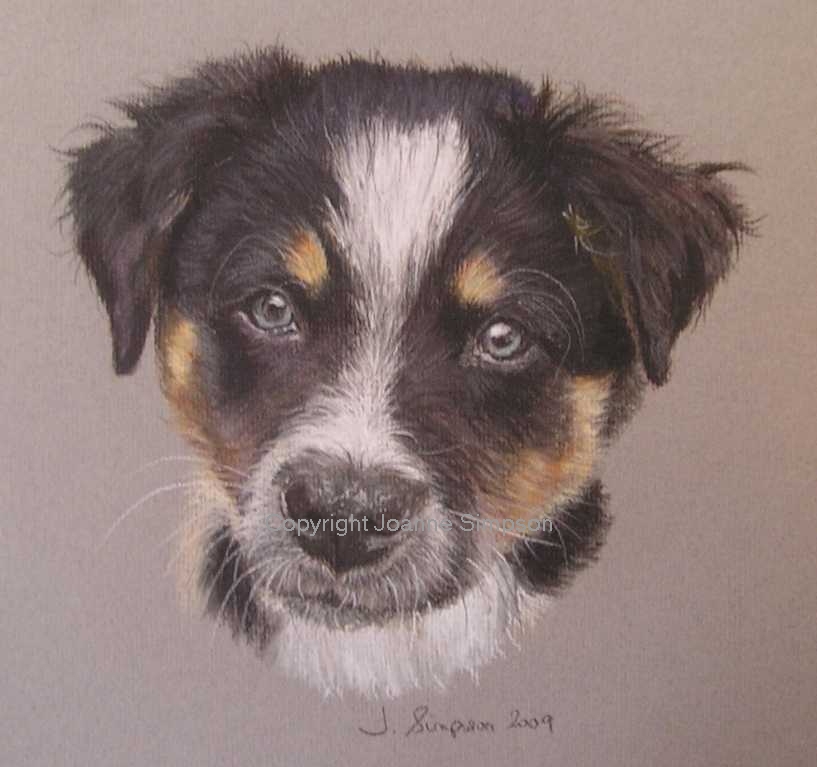 Border Collie portrait by Joanne Simpson